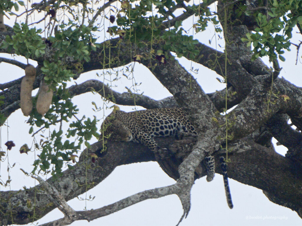 sleeping-leopard