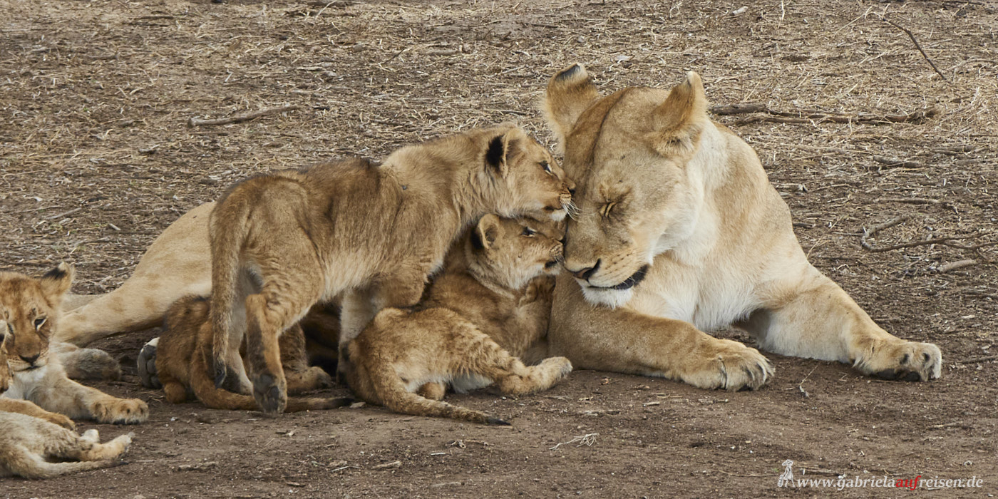 lion-family
