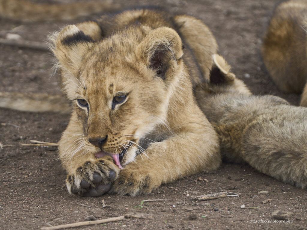 baby-lion