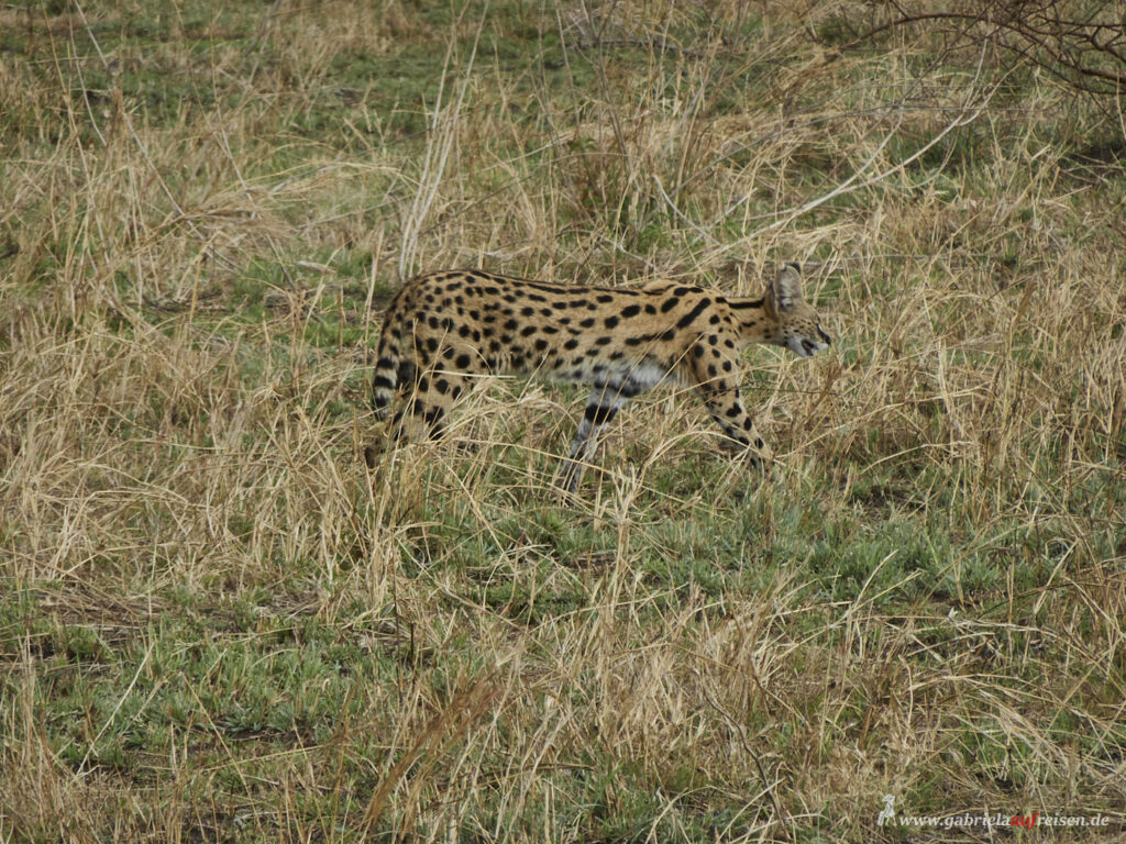 serval