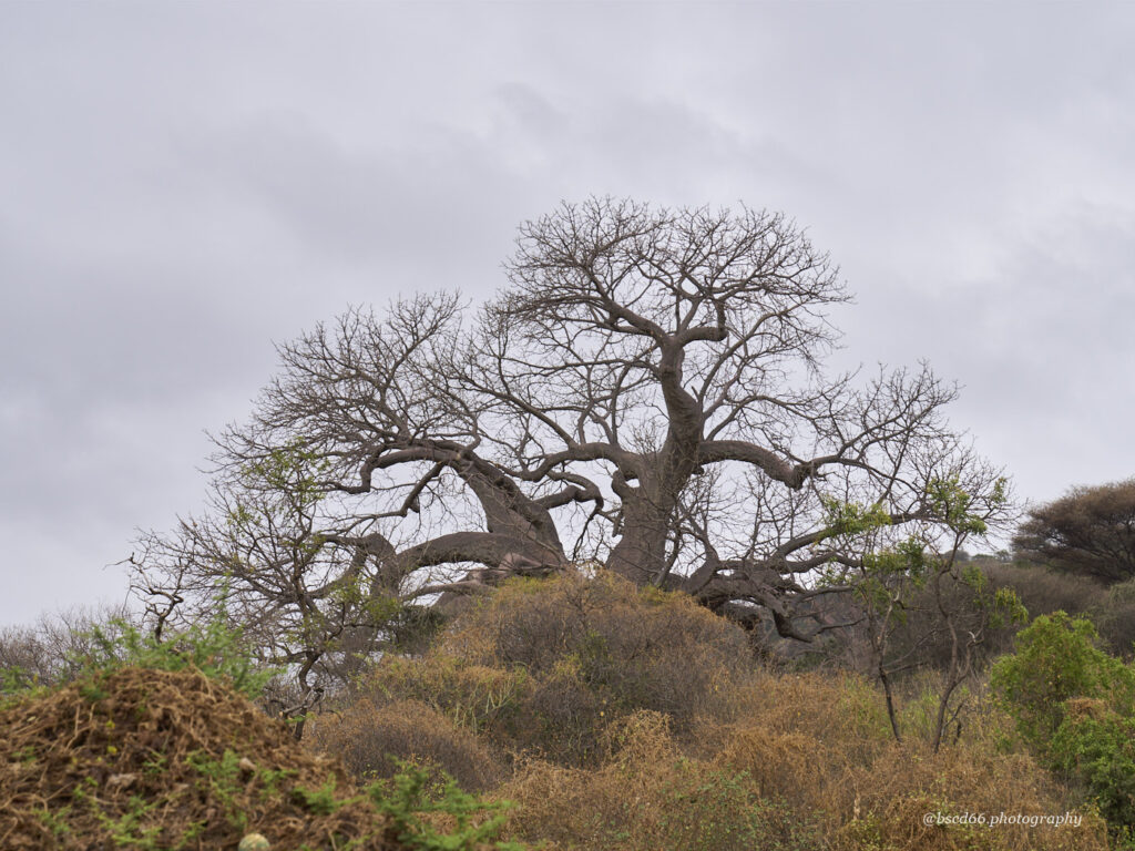 huge-baobabs