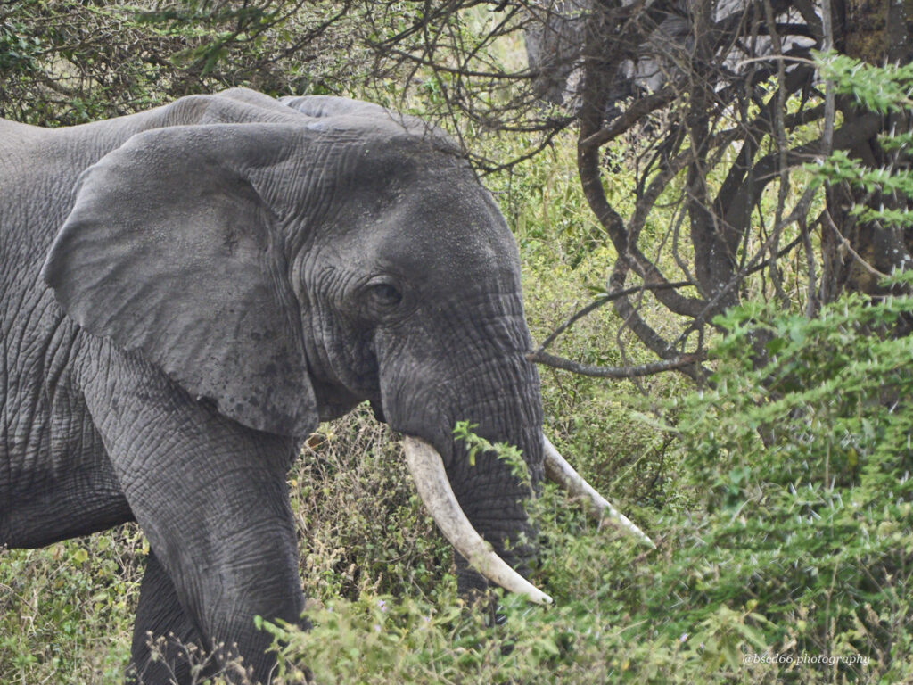 grazing-elephant