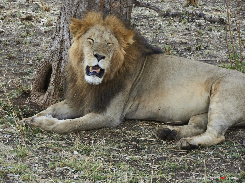 male-lion