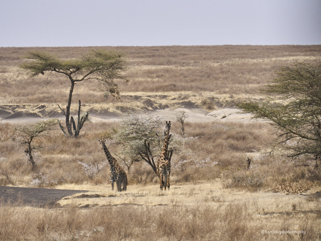 Amboseli-Reserve-giraffe