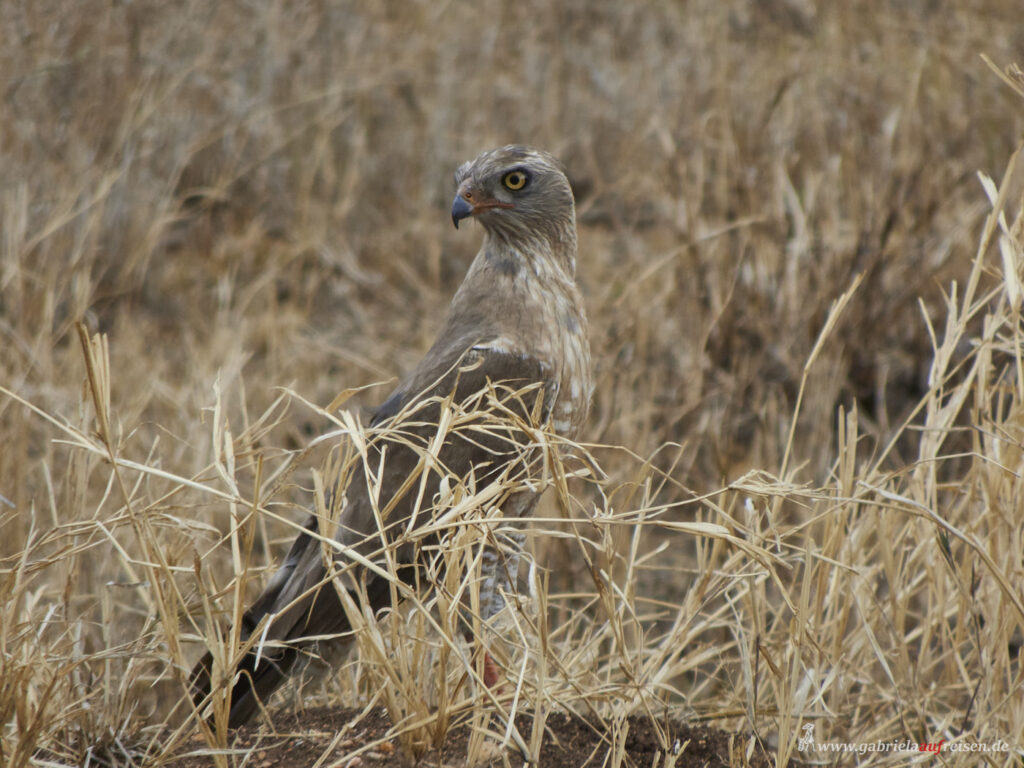 bird-of-prey