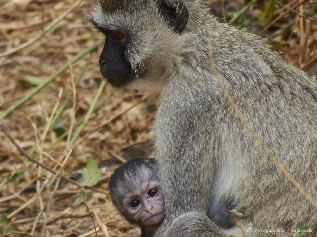 babboon-mum-with-baby