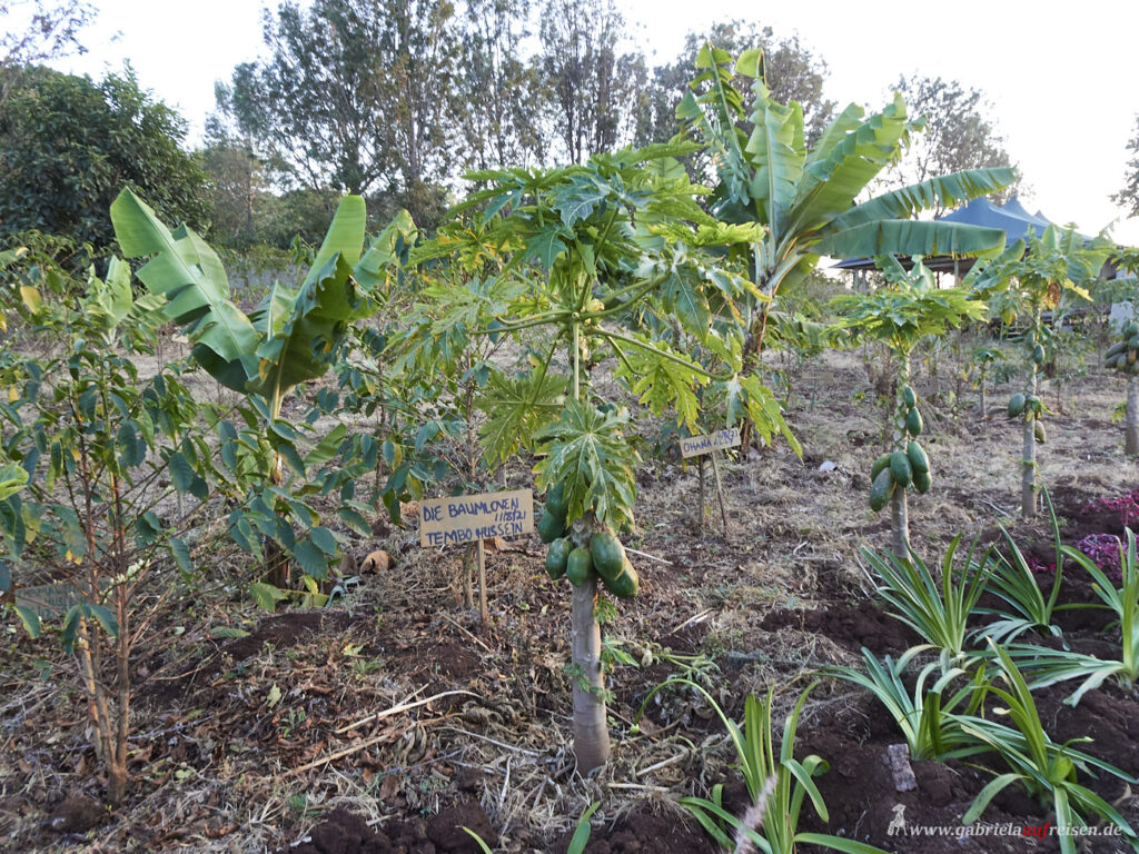 exotic-fruit-trees