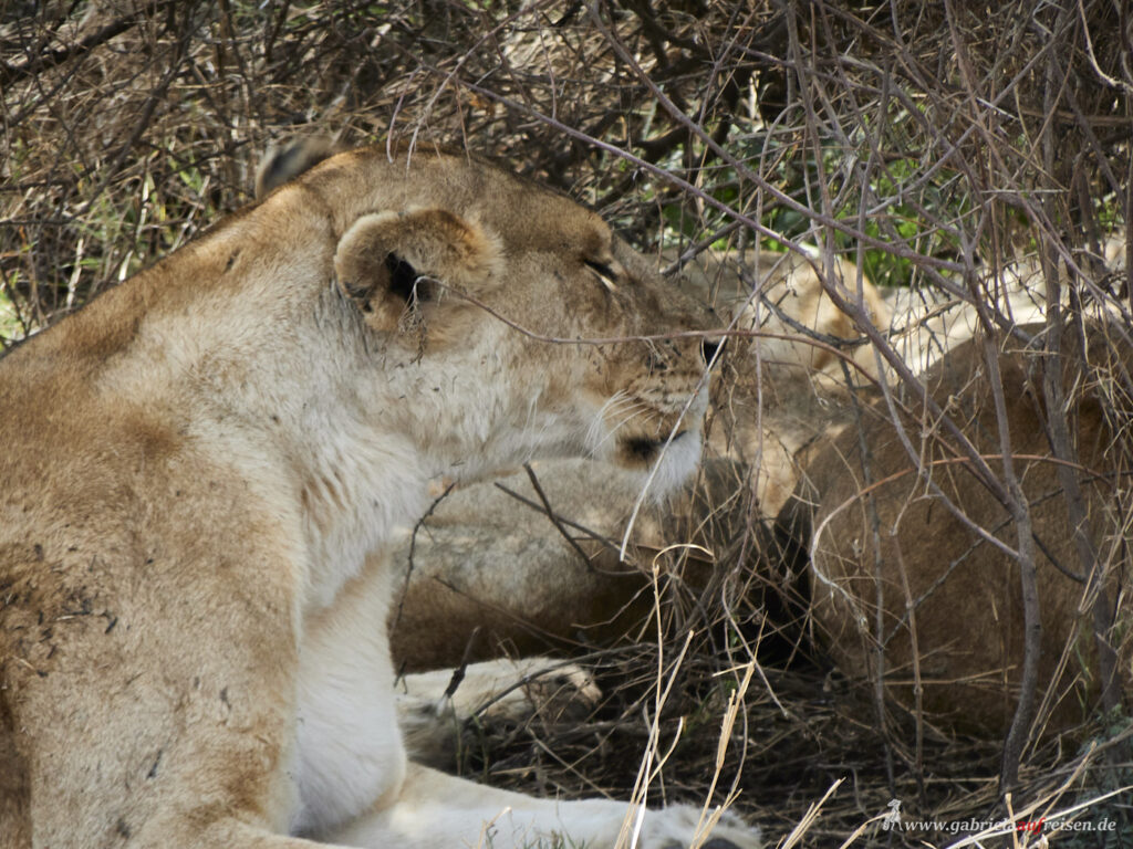 lionesses