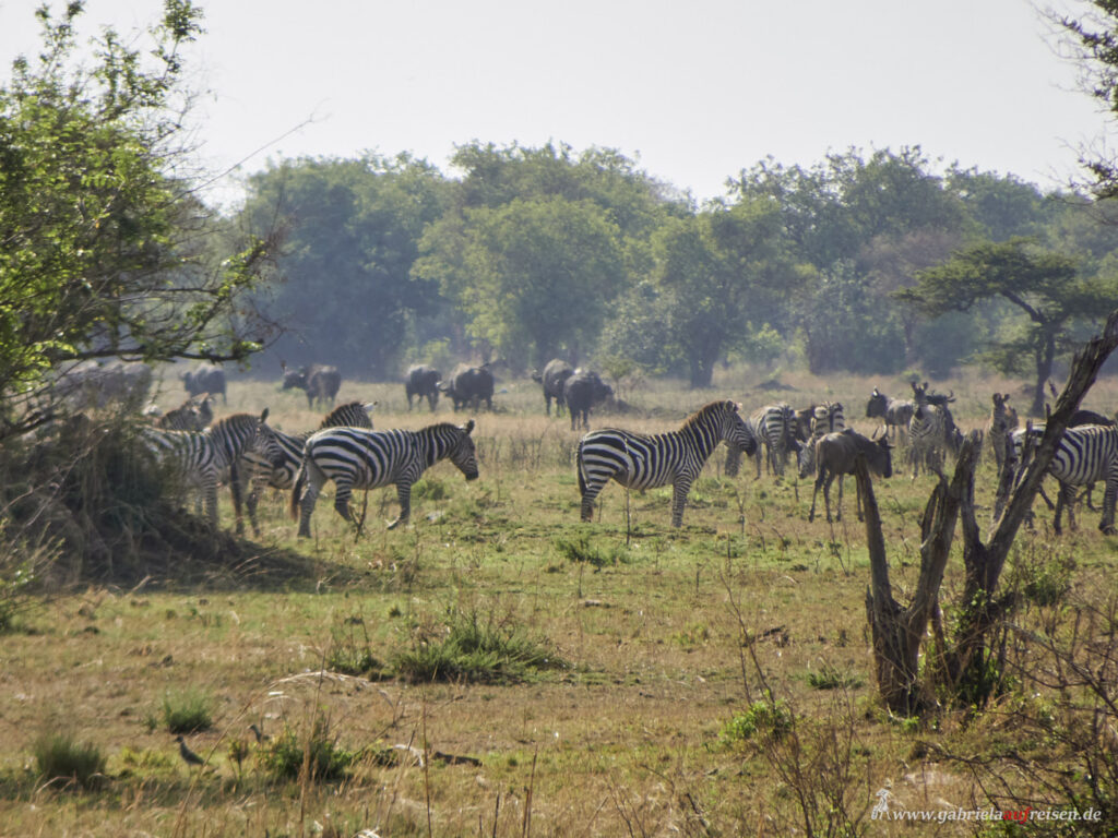 grazing-zebras