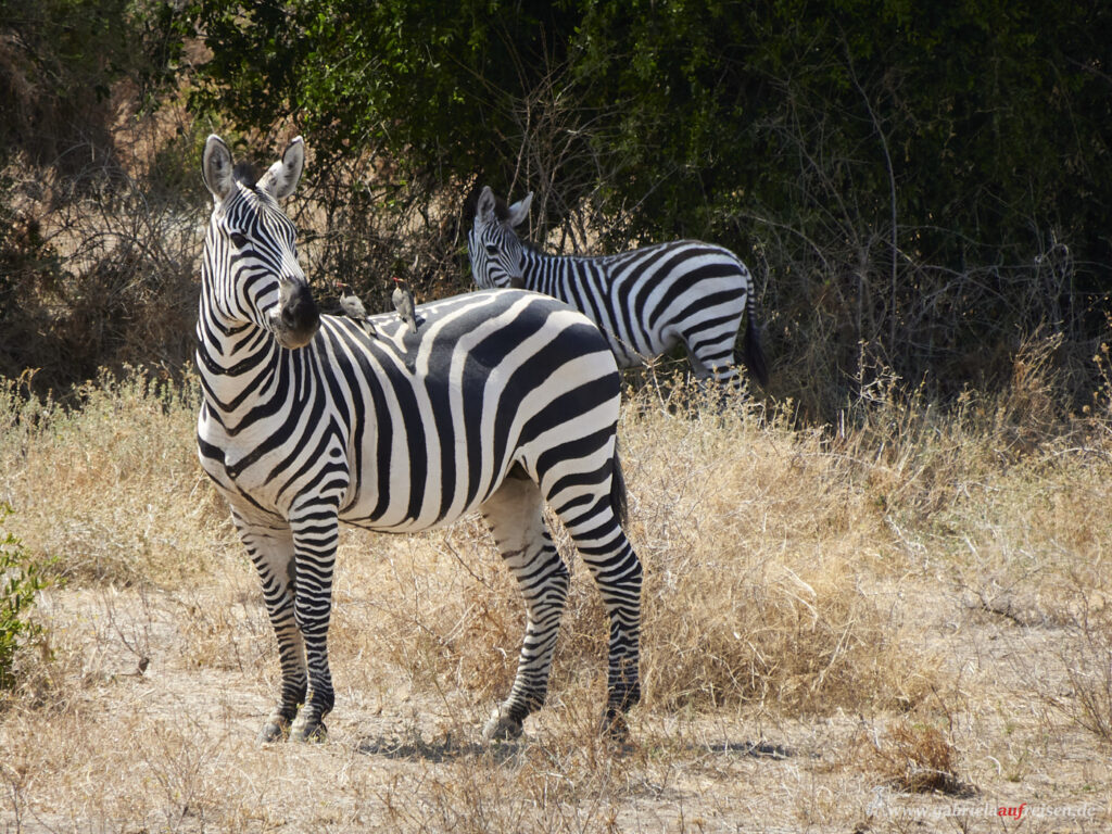 zebras-under-trees