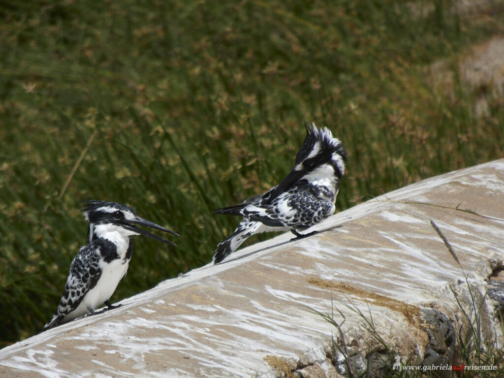 two-kingfisher-birds