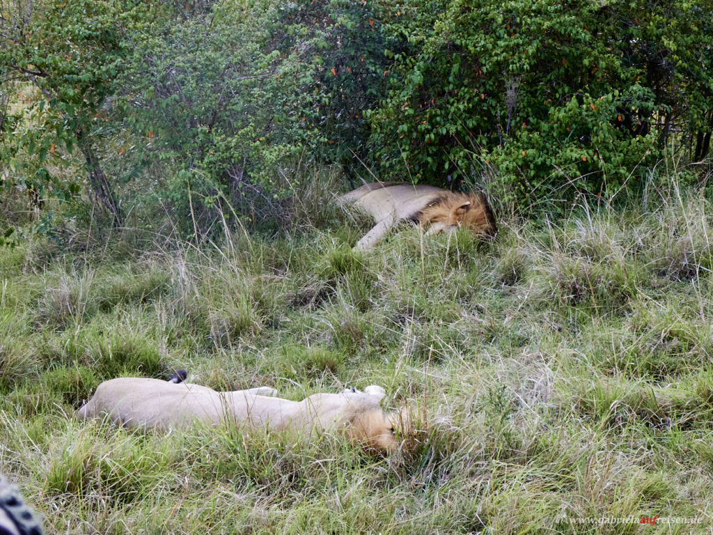 two-male-lions