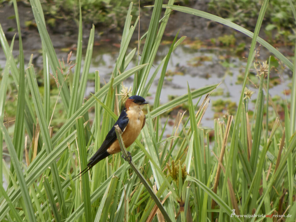 small-colorful-bird-in-Kenya