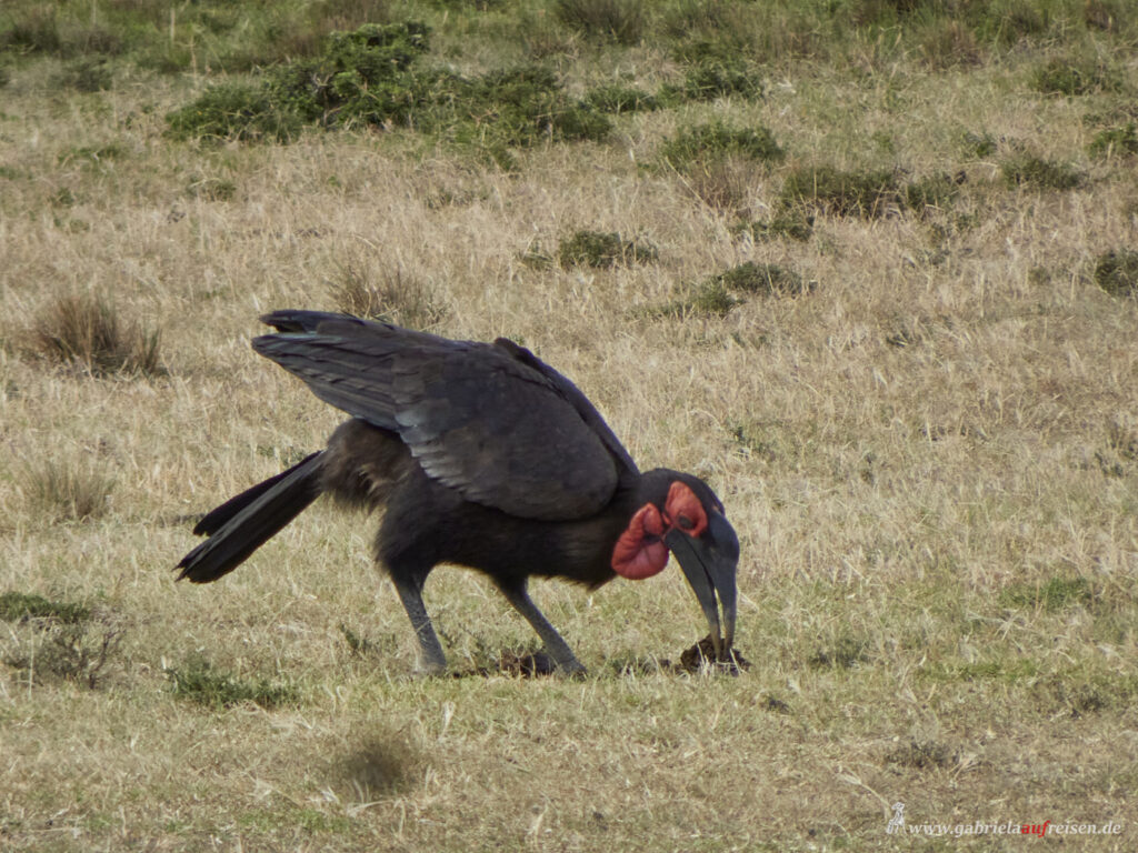 black-bird-Kenya