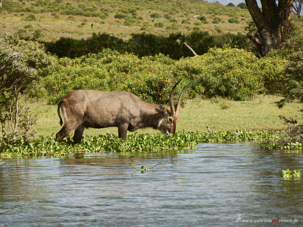 Waterbok-at-Lake-Naivasha-Kenya