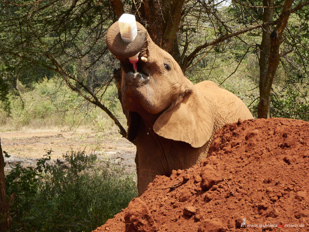 milk-drinking-elephant-calf