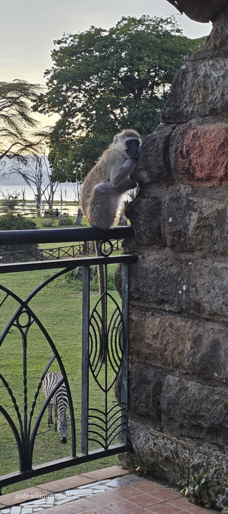 monkey-on-a-balcony