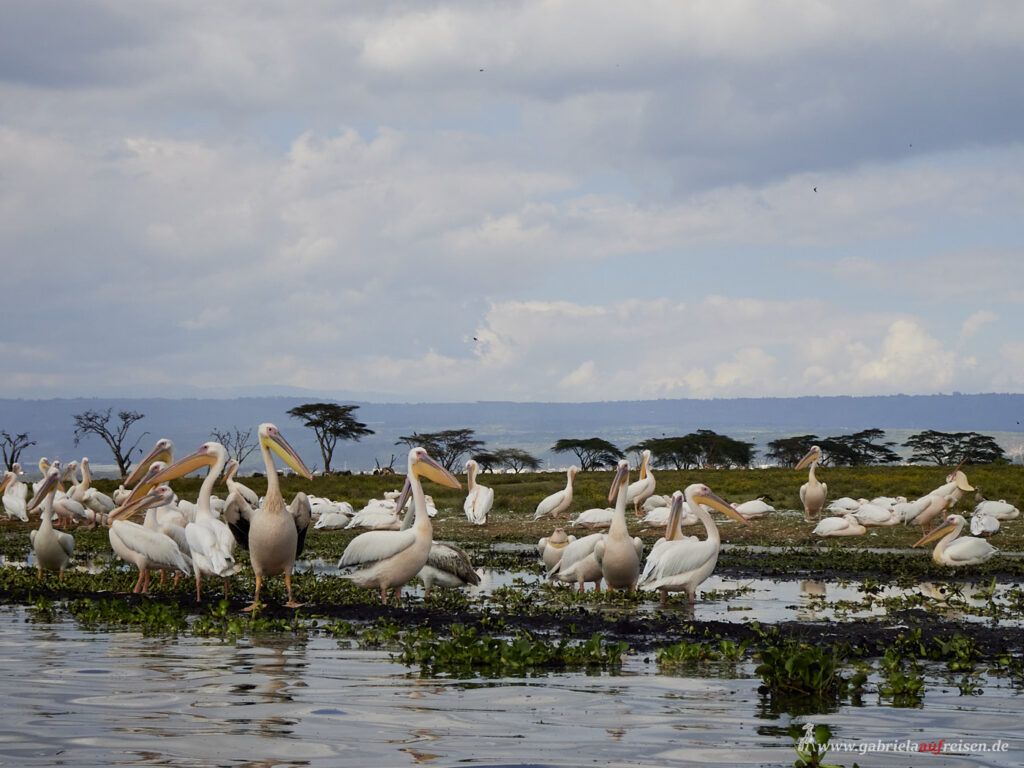 birds-at-Lake-Naivasha-Kenya