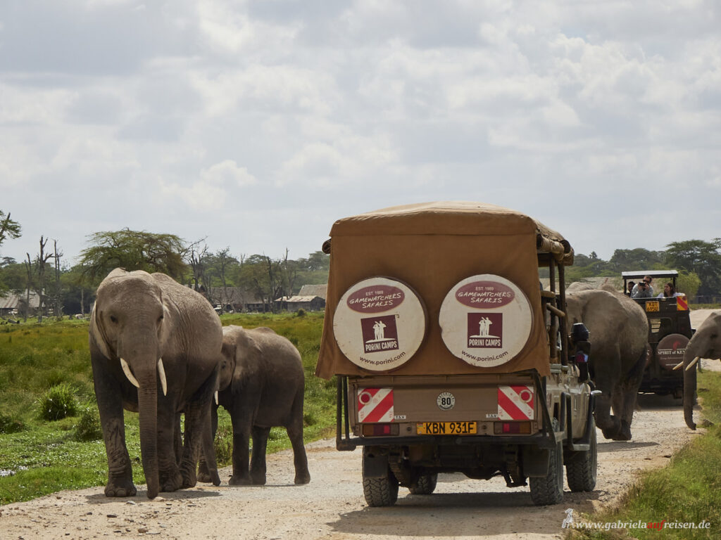 elephants-and-jeeps