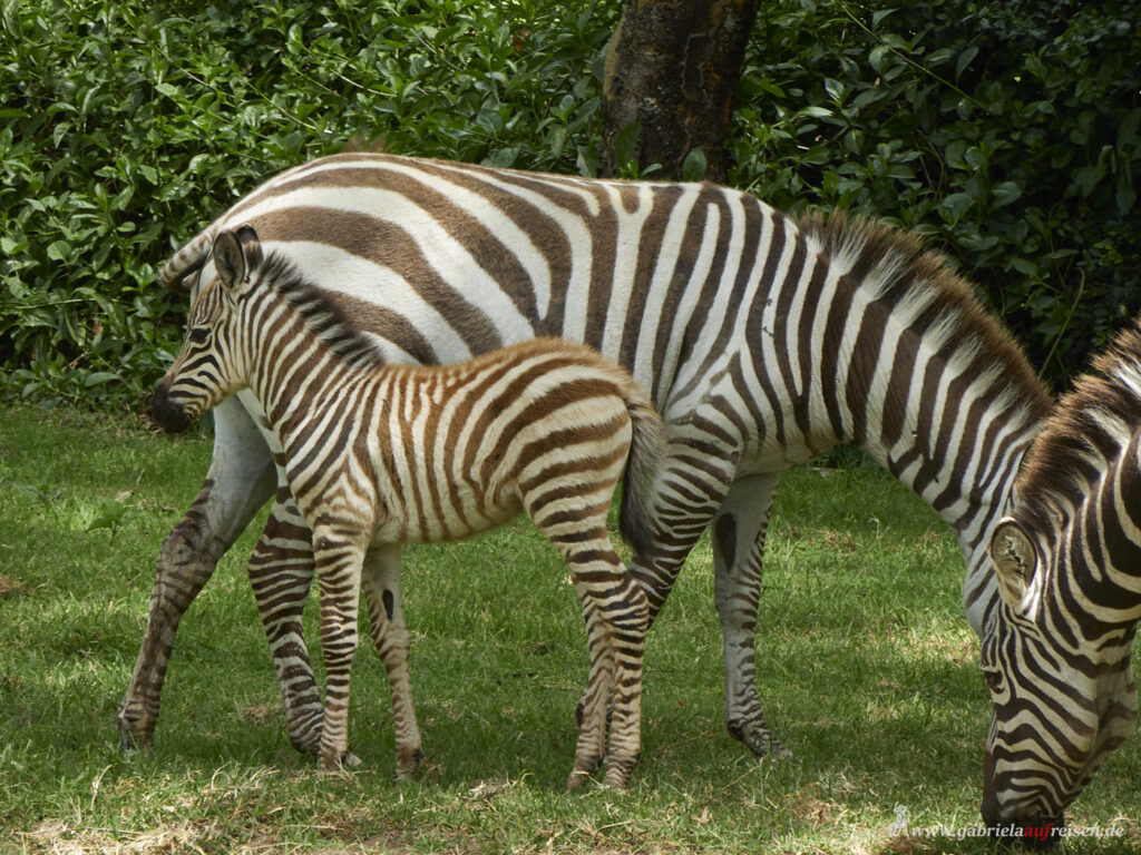zebra-with-foal