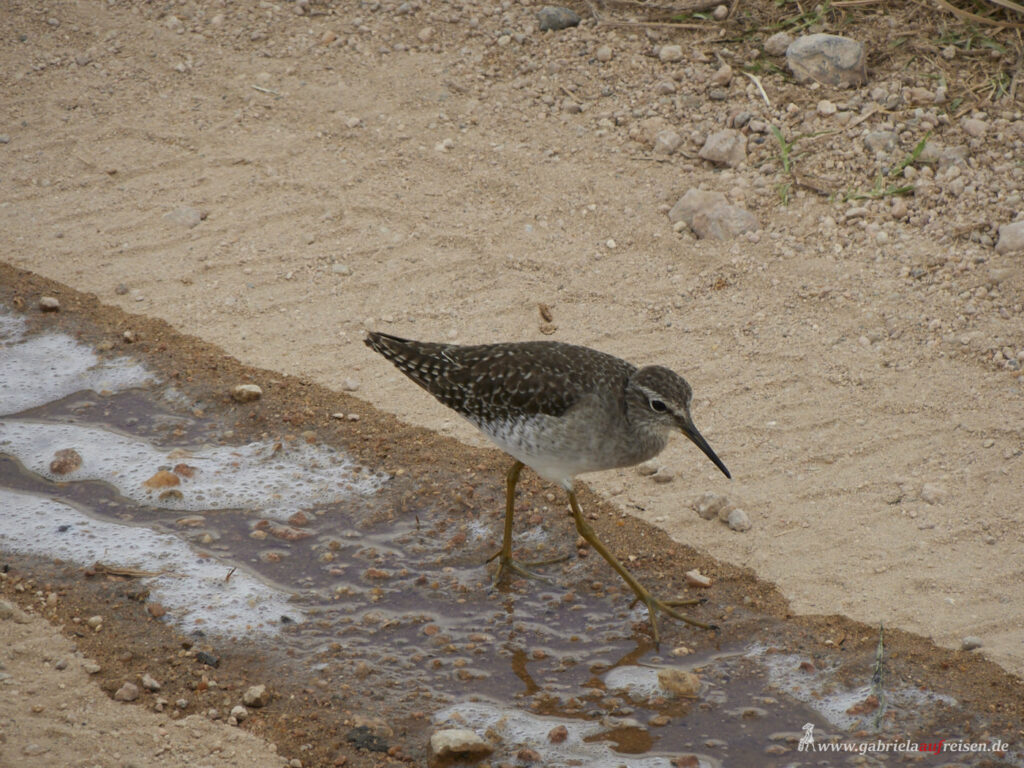 Wood-Sandpiper-Kenya