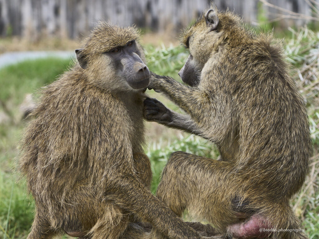 grooming-baboons