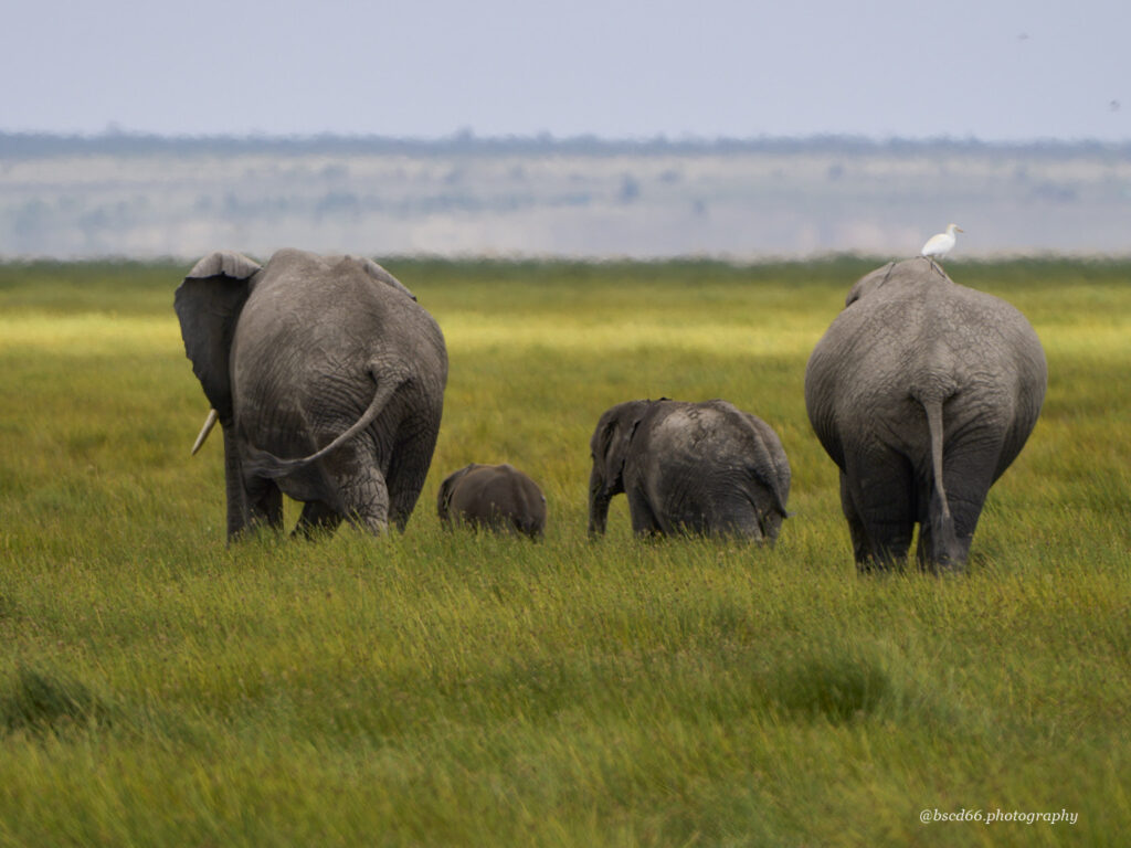 Kenya-Amboseli-Natiuonalpark-elephants