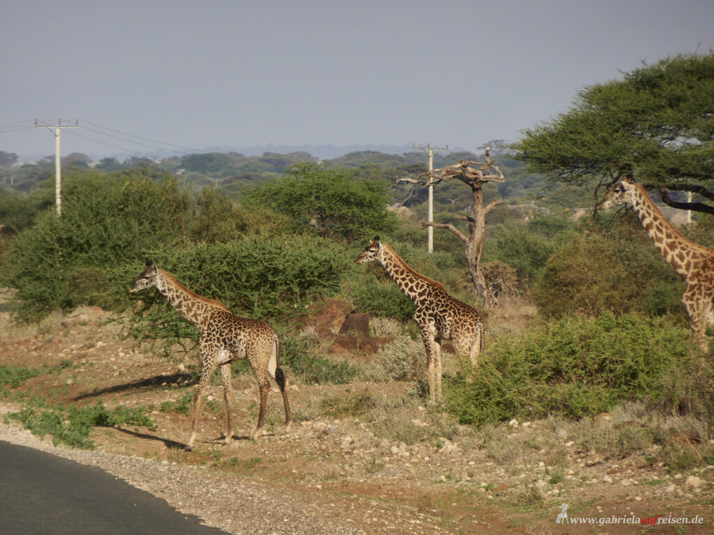Amboseli-wildlife