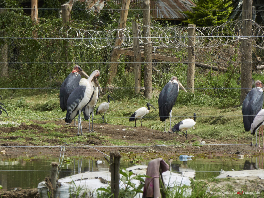 marabous-at-Lake-Naivasha